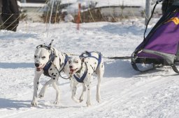 Lenk 2012 SM